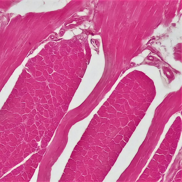 Reloj inteligente que registra métricas fisiológicas de forma continua